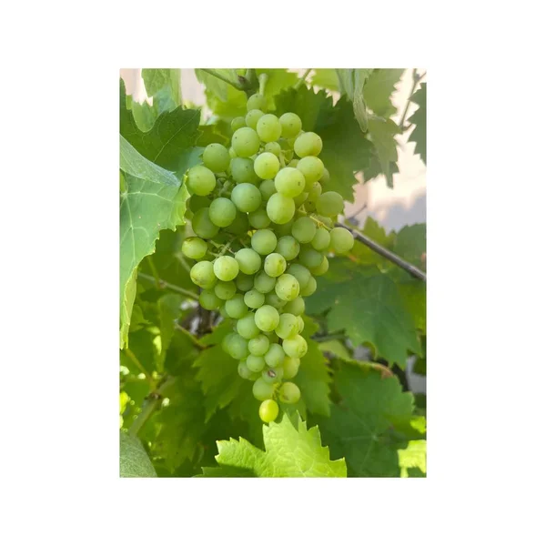 Image Grapes Vine — Stock Photo, Image