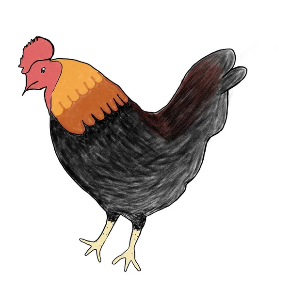 Image Rooster Grasss — Stock Photo, Image