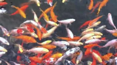 Serene Koi Balığı Gölette Yüzüyor - Huzurlu Su Sahnesi