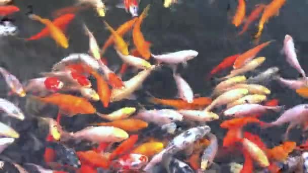 Серійне Плавання Риби Коі Ставку Тиха Акватична Сцена — стокове відео