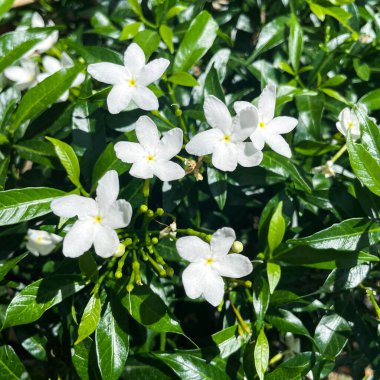 Beyaz yasemin çiçekleri, yasemin polyanthum, beyaz sampaguita yasemini ya da Arap yaseminini kapat.