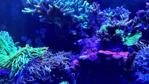 Mercan Resifi Akvaryum Akvaryumu Balıklarla Dolu — Stok video