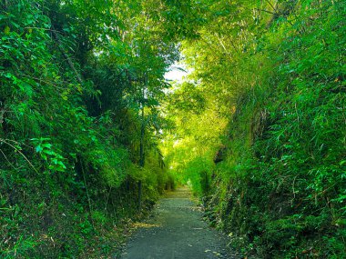 Ormandaki yol yeşil yapraklar ve ağaçlarla kaplıydı.
