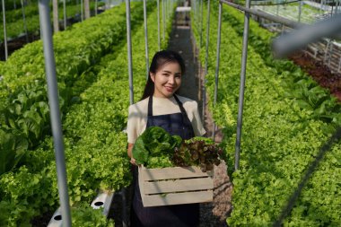 Asian business owner observed about growing organic in hydroponics farm. Growing organic vegetable and Green energy concept.