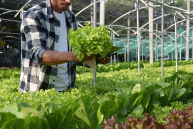 Asian business owner observed about growing organic in hydroponics farm. Growing organic vegetable and Green energy concept.