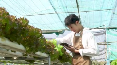 Asian business owner observed about growing organic in hydroponics farm. Growing organic vegetable and Green energy concept. High quality 4k footage