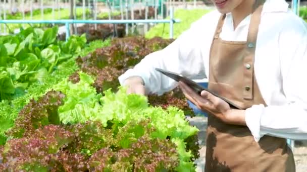 Asian Business Owner Observed Growing Organic Hydroponics Farm Growing Organic — Αρχείο Βίντεο