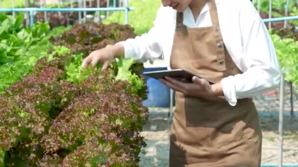 Asian Business Owner Observed Growing Organic Hydroponics Farm Growing Organic — Vídeo de Stock