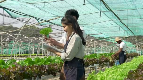 Asian Business Owner Observed Growing Organic Hydroponics Farm Growing Organic — Vídeos de Stock
