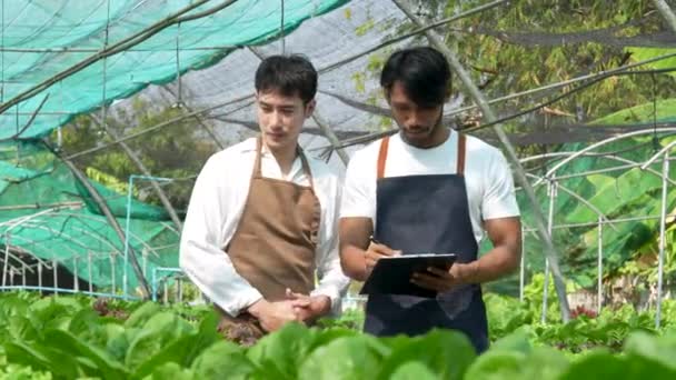 Asian Business Owner Observed Growing Organic Hydroponics Farm Growing Organic — Stockvideo