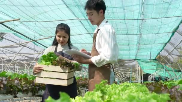 Asian Business Owner Observed Growing Organic Hydroponics Farm Growing Organic — стоковое видео
