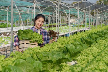 Asian business owner observed about growing organic in hydroponics farm. Growing organic vegetable and Green energy concept.