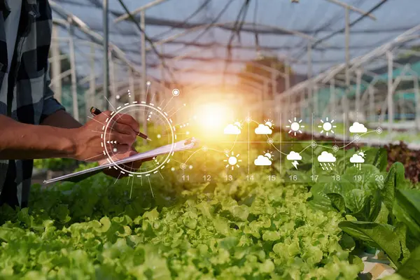 Asian Business Owner Observed Growing Organic Hydroponics Farm Growing Organic — Stockfoto