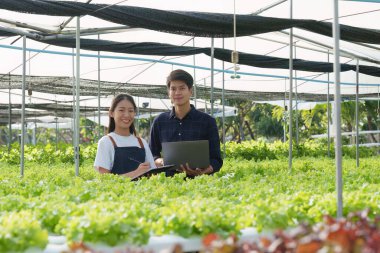 Asian business owner observed about growing organic in hydroponics farm. Growing organic vegetable and Green energy concept.