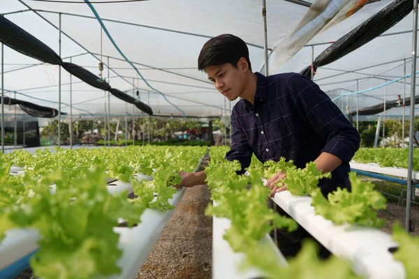 Asian Business Owner Observed Growing Organic Hydroponics Farm Growing Organic — Stockfoto