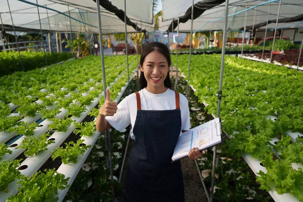 Asian Business Owner Observed Growing Organic Hydroponics Farm Growing Organic — Fotografia de Stock