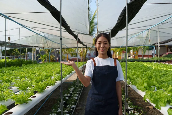 Asian Business Owner Observed Growing Organic Hydroponics Farm Growing Organic — Stockfoto