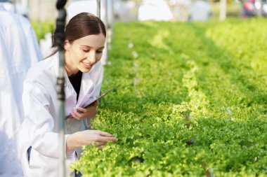 Science team working and researching in hydro and organic farm. Quality check, laboratory greenhouse concept