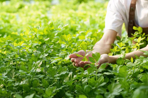 Closeup Image People Grow Small Tree Organic Farm Asian Business — Stockfoto