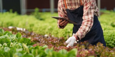 Businessperson or farmer checking hydroponic soilless vegetable in nursery farm. Business and organic hydroponic vegetable concept.