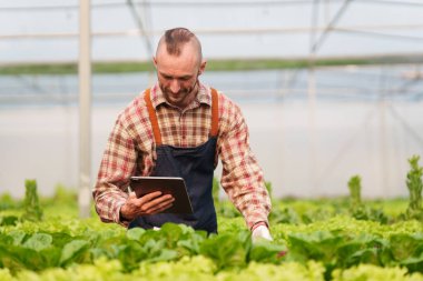 Businessperson or farmer checking hydroponic soilless vegetable in nursery farm. Business and organic hydroponic vegetable concept.