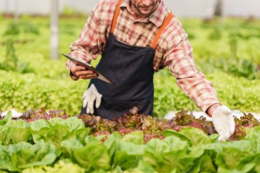 Businessperson or farmer checking hydroponic soilless vegetable in nursery farm. Business and organic hydroponic vegetable concept.