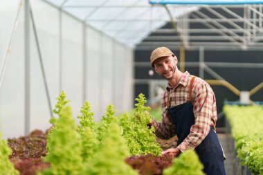Businessperson or farmer checking hydroponic soilless vegetable in nursery farm. Business and organic hydroponic vegetable concept.