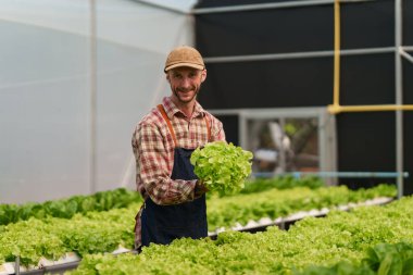 Businessperson or farmer checking hydroponic soilless vegetable in nursery farm. Business and organic hydroponic vegetable concept.