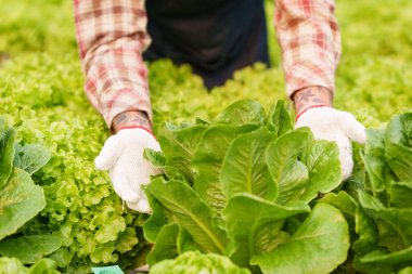 Businessperson or farmer checking hydroponic soilless vegetable in nursery farm. Business and organic hydroponic vegetable concept.
