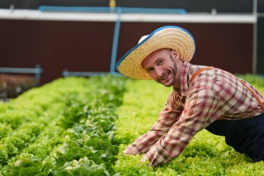 Businessperson or farmer checking hydroponic soilless vegetable in nursery farm. Business and organic hydroponic vegetable concept.