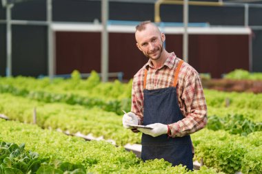 Businessperson or farmer checking hydroponic soilless vegetable in nursery farm. Business and organic hydroponic vegetable concept.