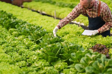 Businessperson or farmer checking hydroponic soilless vegetable in nursery farm. Business and organic hydroponic vegetable concept.
