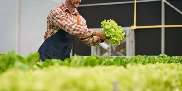 Affärsmän Eller Lantbrukare Som Kontrollerar Hydroodlade Sollösa Grönsaker Plantskolan Affärsidé — Stockfoto