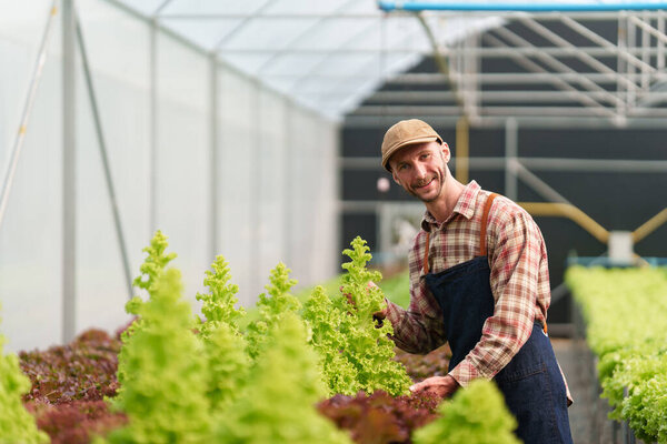 Businessperson or farmer checking hydroponic soilless vegetable in nursery farm. Business and organic hydroponic vegetable concept.