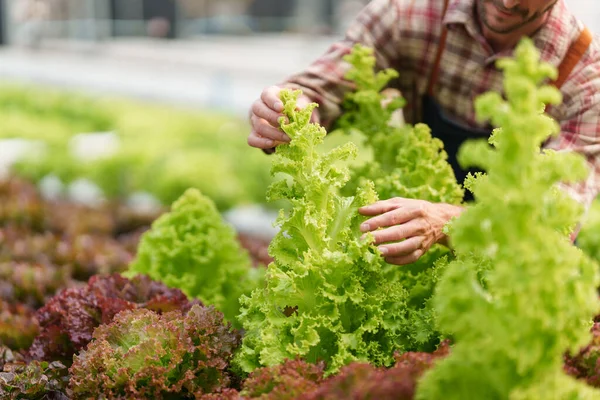Businessperson Farmer Checking Hydroponic Soilless Vegetable Nursery Farm Business Organic — Stockfoto