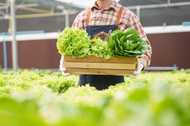 Businessperson or farmer checking hydroponic soilless vegetable in nursery farm. Business and organic hydroponic vegetable concept.