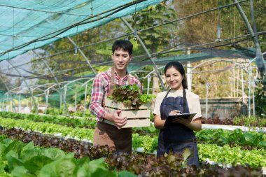 Businessperson or farmer checking hydroponic soilless vegetable in nursery farm. Business and organic hydroponic vegetable concept.