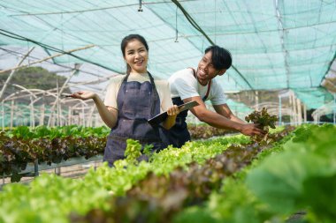 Businessperson or farmer checking hydroponic soilless vegetable in nursery farm. Business and organic hydroponic vegetable concept.