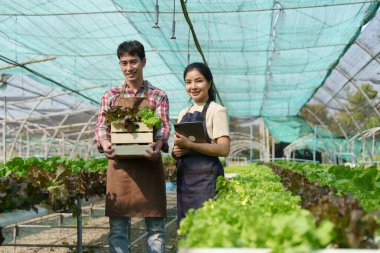 Businessperson or farmer checking hydroponic soilless vegetable in nursery farm. Business and organic hydroponic vegetable concept.