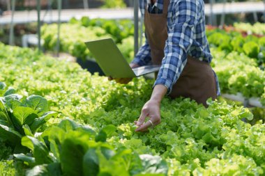 Closeup image of people to grow a small tree in the organic farm. Asian business owner working at organic farm and quality check..
