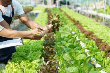 Closeup image of people to grow a small tree in the organic farm. Asian business owner working at organic farm and quality check..