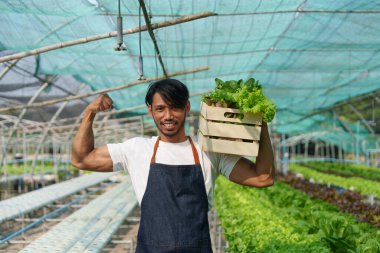 Businessperson or farmer checking hydroponic soilless vegetable in nursery farm. Business and organic hydroponic vegetable concept.