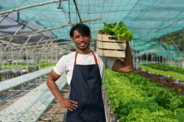 Businessperson or farmer checking hydroponic soilless vegetable in nursery farm. Business and organic hydroponic vegetable concept.