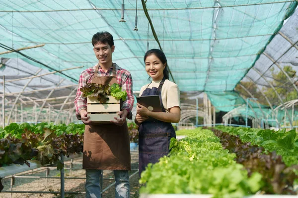 stock image Businessperson or farmer checking hydroponic soilless vegetable in nursery farm. Business and organic hydroponic vegetable concept.