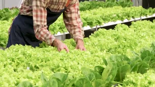 Americký Podnikatel Pozoroval Pěstování Organických Hydroponické Farmě Pěstování Organické Zeleniny — Stock video