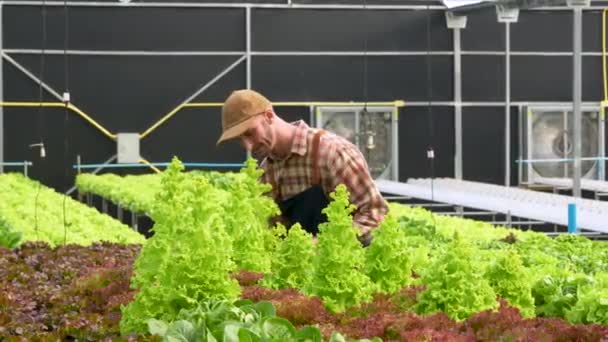 Amerykański Przedsiębiorca Zaobserwował Wzrost Organiczny Farmie Hydroponicznej Rosnące Organiczne Warzywa — Wideo stockowe