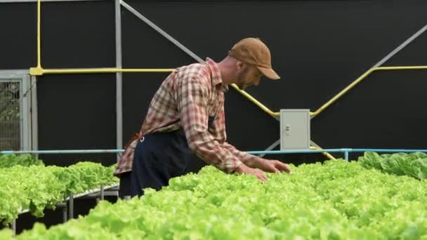 American Business Owner Observed Growing Organic Hydroponics Farm Growing Organic — Stock Video