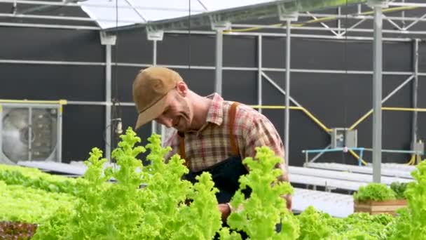 アメリカの経営者は 水耕栽培で有機栽培を観察した 有機野菜の栽培とグリーンエネルギーの概念 高品質4K映像 — ストック動画