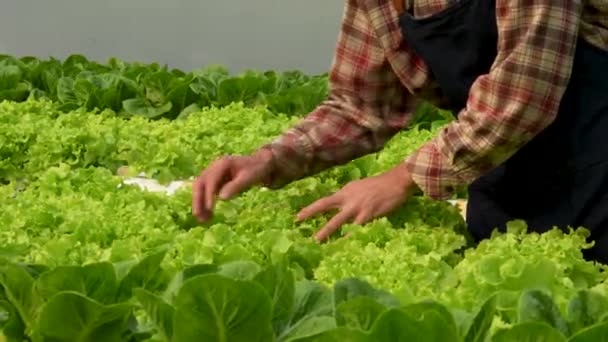 美国企业主观察到在水栽农场种植有机作物的情况 种植有机蔬菜和绿色能源的概念 高质量的4K镜头 — 图库视频影像