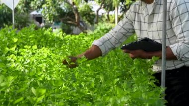 Asian business owner observed about growing organic in hydroponics farm. Growing organic vegetable and Green energy concept.